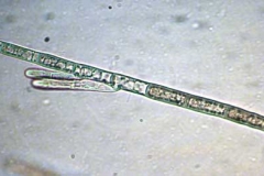 Rasen-Rotalge - Audouinella violacea