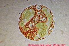 Blutregenalge - Haematococcus pluvialis