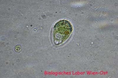 Hüllenflagellat - Chlamydomonas sp.