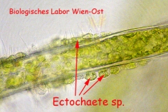 Schmarotzer-Grünalge - Ectochaete sp.