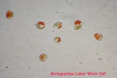 Blutregenalge - Haematococcus pluvialis