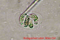 Sichelzellen-Grünalge - Nephrochlamys sp.