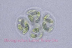 Nierengrünalge - Nephrocytium sp.