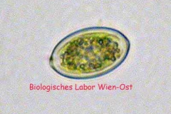 Sargalge - Oocystis sp.