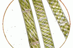 Schraubenalge - Spirogyra sp.