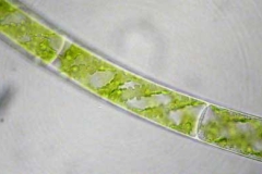 Schraubenalge - Spirogyra sp.