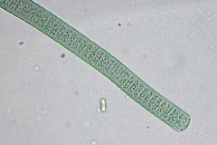 Schwingalge - Oscillatoria sp.