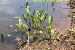 Froschlöffel - Alisma sp.