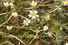 Hahnenfuß - Ranunculus sp.