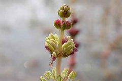 Tausendblatt - Myriophyllum sp.