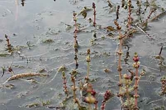 Tausendblatt - Myriophyllum sp.