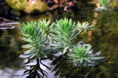 Brasilianisches Tausendblatt - Myriophyllum aquaticum