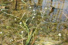 Hahnenfuß - Ranunculus sp.