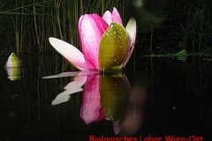 Weiße Seerose - Nymphaea sp.