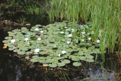 Weiße Seerose - Nymphaea alba