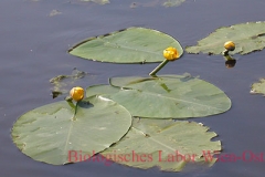 Teichrose - Nuphar lutea