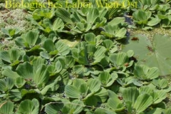 Wassersalat - Pistia sp.