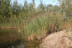 Schilf - Phragmites australis