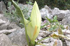 Aronstab - Arum sp.