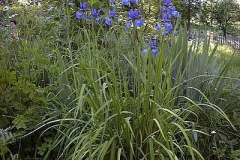 Schwertlilie, blau - Iris sibirica