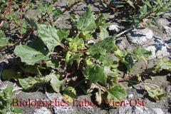 Dickblatt-Gänsefuß - Chenopodium chenopodidoides