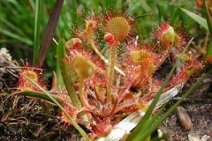 Sonnetau Drosera