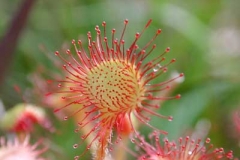 Sonnentau, Detail - Drosera