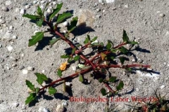 Graugrüner Gänsefuß - Chenopodium glaucum