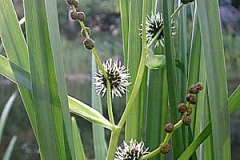 Igelkolben - Sparganium erectum