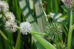 Igelkolben Detail - Sparganium erectum