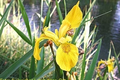 Sumpfschwertlilie - Iris pseudacorus