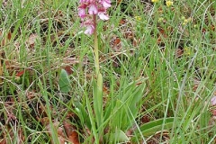 Knabenkraut - Orchis sp.