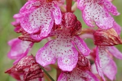 Knabenkraut Detail - Orchis sp.