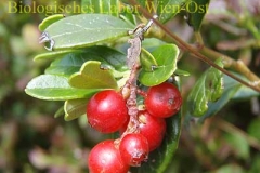 Preiselbeere - Vaccinium vitis idaea