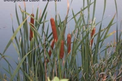 Rohrkolben - Typha sp.