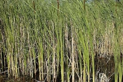 Rohrkolben - Typha sp.