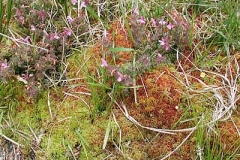 Torfmoos - Sphagnum sp.