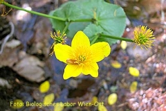 Sumpfdotterblume - Caltha palustris