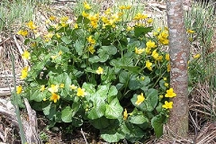 Sumpfdotterblume - Caltha palustris