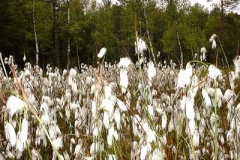 Wollgras - Eriophorum sp.