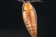 Muschelschaler - Limnadia sp.