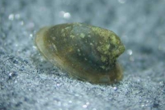 Napfschnecke - Ancylus fluviatilis