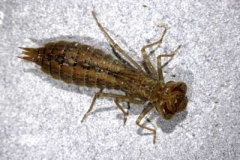 Großlibellenlarve - Anisoptera