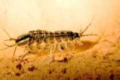 Wasserassel - Asellus aquaticus