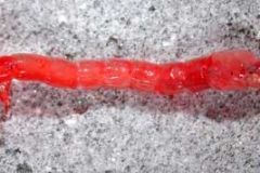 Rote Zuckmückenlarve - Chironomus sp.