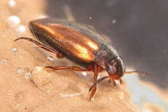 Schwimmkäfer - Dytiscus sp.