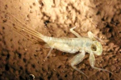 Eintagsfliegenlarve Ecdyonurus sp.