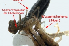 Libellenlarve vs. Wasserkäferlarve