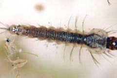 Stechmückenlarve - Anopheles sp.