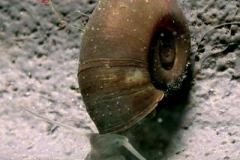 Posthornschnecke - Planorbarius corneus